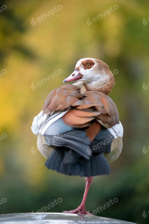 Preview: Egyptian Goose standing on one leg