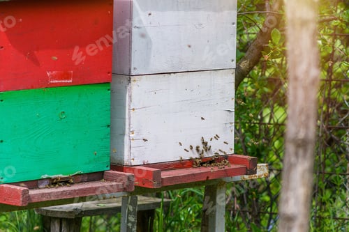 Preview: Beehives, bees flying in and out of entrance to hive