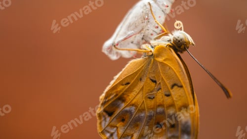 Preview: Common leopard butterfly emerging after completion of metamorphosis.