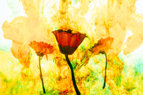 Preview: close up view of flowers and yellow paint splashes