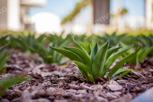 Preview: Close-up of decorative aloe growing in the ground