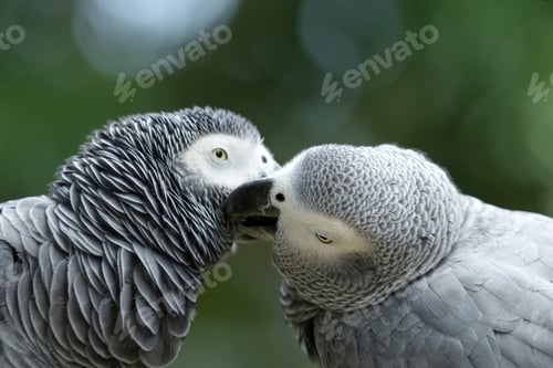 Preview: bird, parrot, Scarlet, Macaw