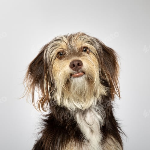 Preview: Small furry dog on white background