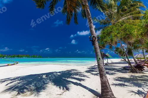 Preview: Tropical beach in Maldives with palm trees and vibrant lagoon
