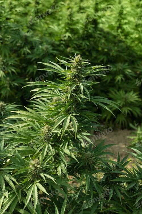 Preview: Blooming ripe Marijuana with Buds and green Leaves. Organic Cannabis Sativa Female Plants with CBD