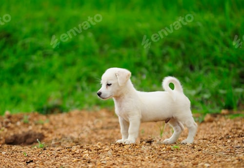 Preview: puppy dog in green meadow grass