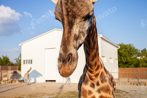 Preview: Beautiful giraffe in biopark, business on African animals, tourism. portrait animal