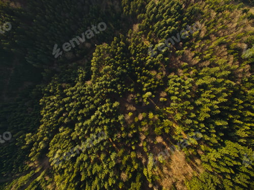 Preview: Aerial view of beautiful green woods with trees, Germany