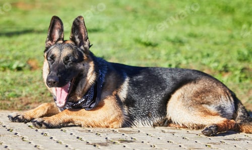 Preview: Give me snacks and naps and Ill be good. Shot of an adorable german shepherd sitting in a garden.