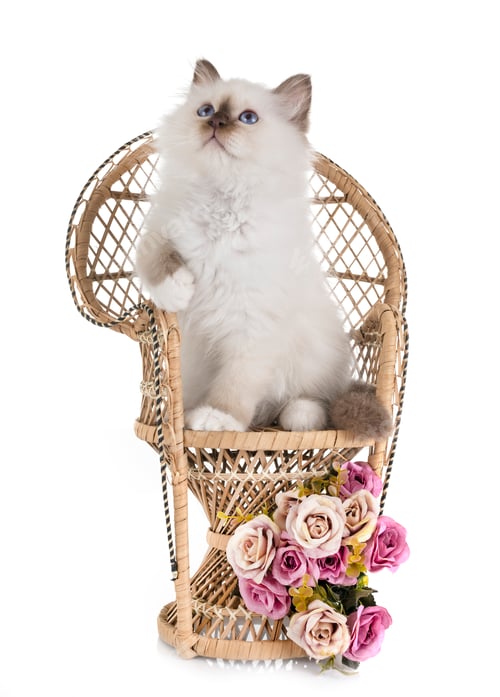 Preview: birman kitten in studio