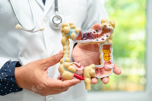 Preview: Intestine, appendix and digestive system, doctor holding anatomy model for study diagnosis