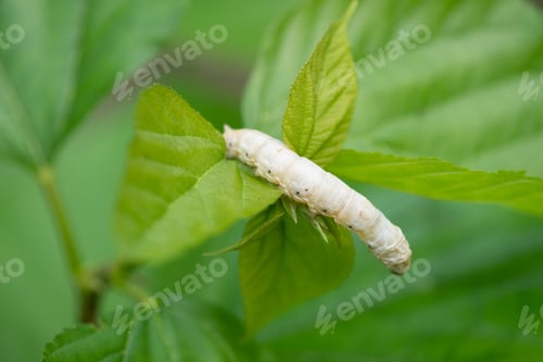 Silkworm Larva Feeds on Fresh Green Leaves
