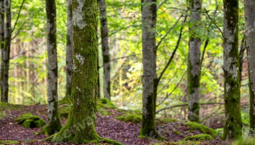 Preview: A Mossy Beech Forest