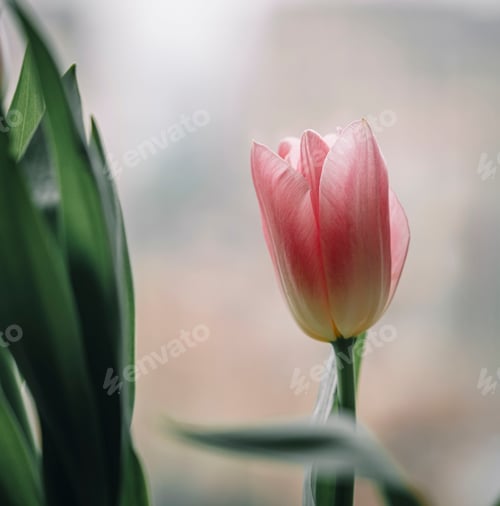 Preview: Close-up of a pink tulip