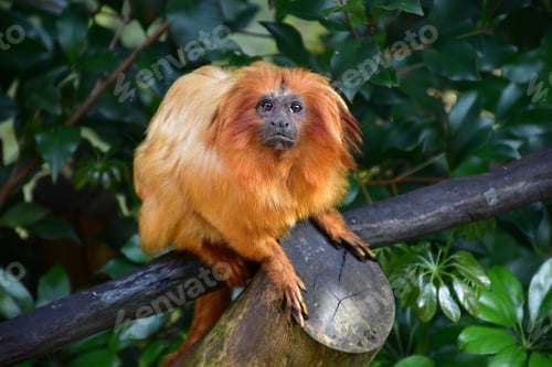 Preview: monkey, Golden Lion Tamarin