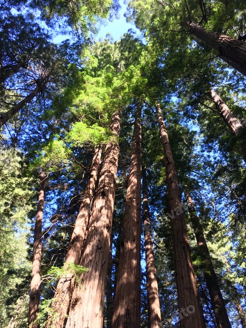 Preview: Redwood trees dappled with sunlight at the John Muir National monument