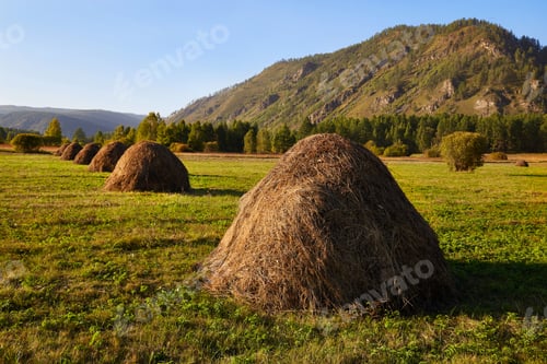 Preview: Rural landscape.Haystacks on an agricultural field in summer or early autumn.