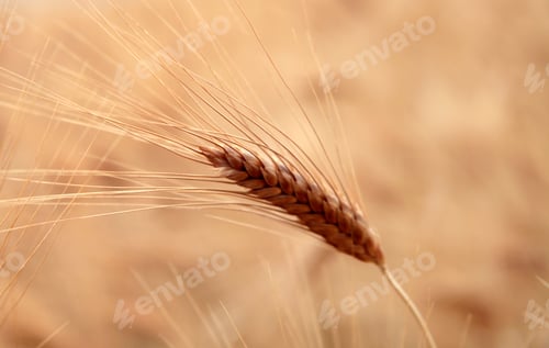 Preview: Gold wheat seed. Wheat field.