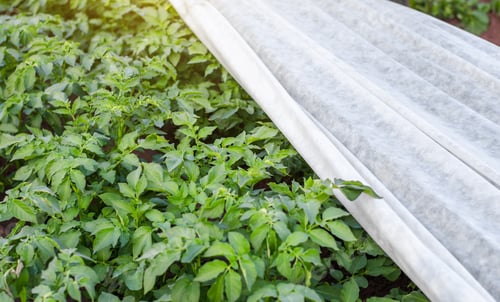 Preview: Potato plantation covered with agrofibre.