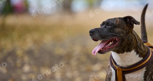 Preview: Adult brown American Pit Bull Terrier stands in an autumn park and looks to the side.