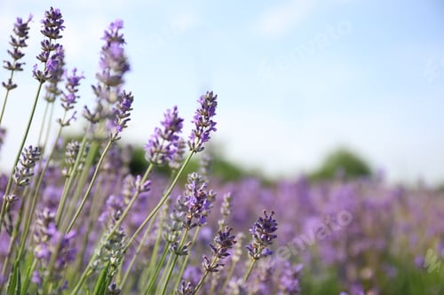 Preview: Beautiful blooming lavender field on summer day, closeup