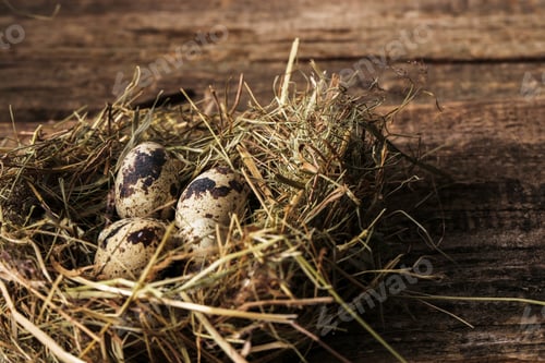 Preview: Quail eggs