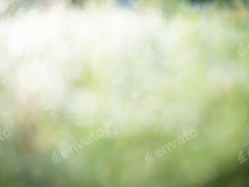 Visualização: Folhas verdes abstratas no fundo da floresta