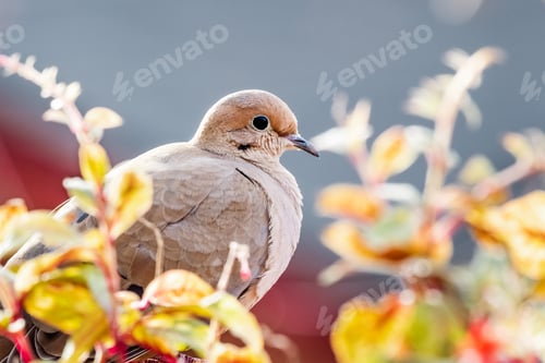 Preview: Close up of mourning dove sitting on a balcony ledge, California