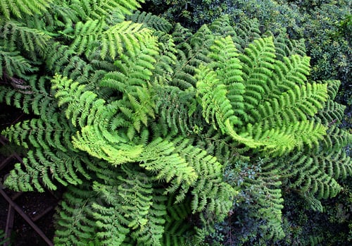 Preview: Giant fern plants in the wild