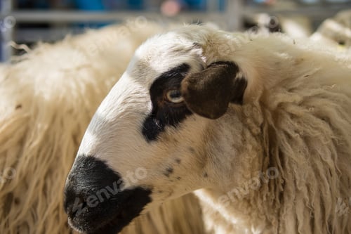 Preview: Selective focus shot of a sheep