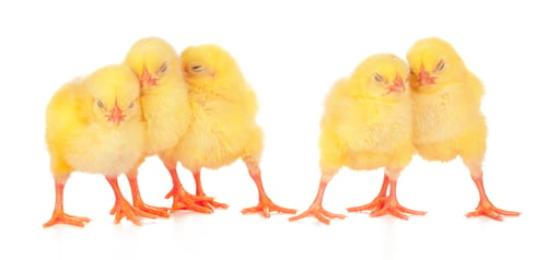 Preview: chicks in front of white background. creative photo