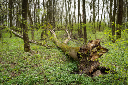Preview: Storm damage. Fallen tree in the forest after a storm.