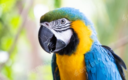 Preview: beautiful Blue-and-Yellow Macaw in rainforest