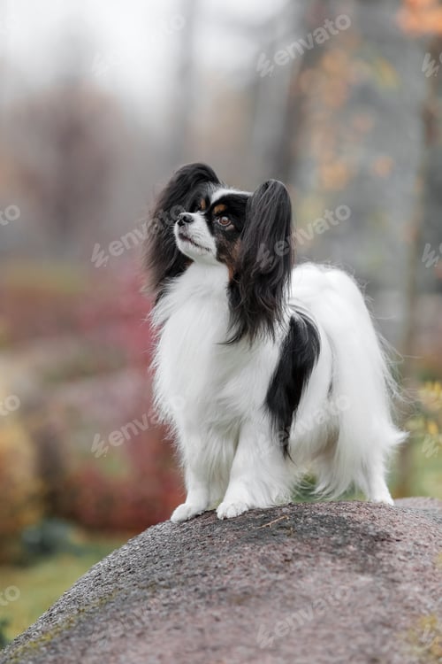 Preview: Papillon dog. Butterfly dog. Continental toy spaniel dog outdoors in fall. Autumn season.