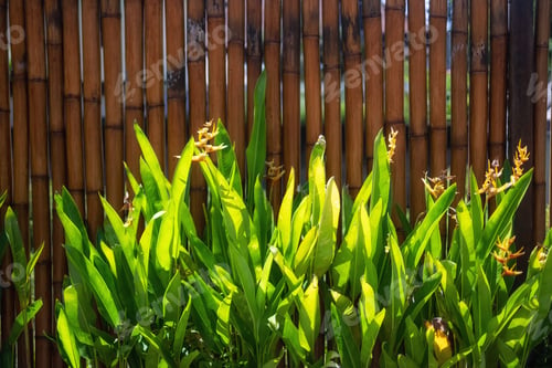Preview: Plants and fence as a background. Abstract composition on garden item.