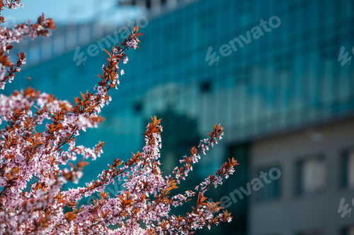 Preview: blooming sakura tree at sunny spring day