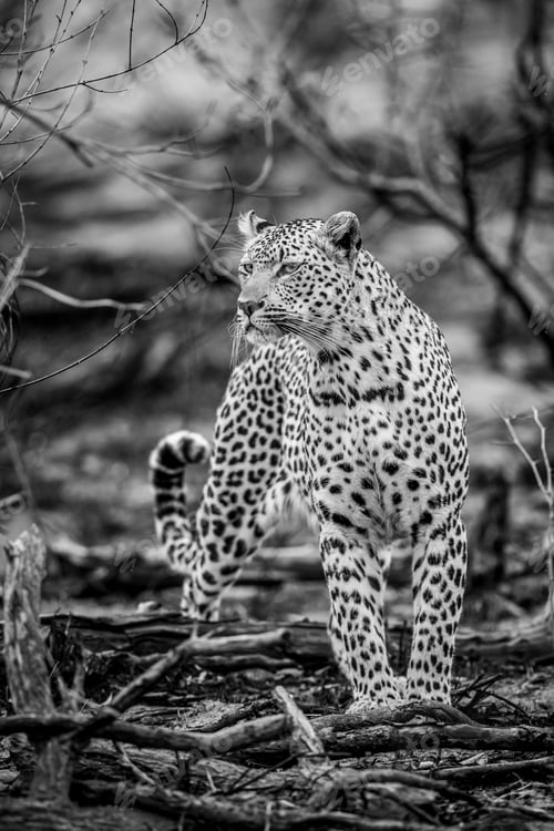 Preview: Leopard walking in the African bush.
