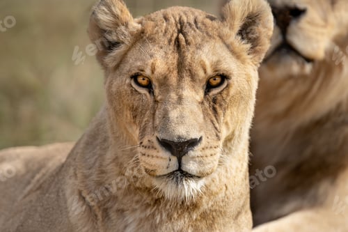 Preview: Majestic African lioness Queen of the jungle - Mighty wild animal of Africa in nature