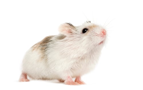 Vorschau: Hamsterriechend, isoliert auf weißem Grund