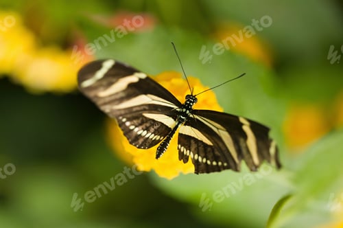Preview: Zebra longwing butterfly