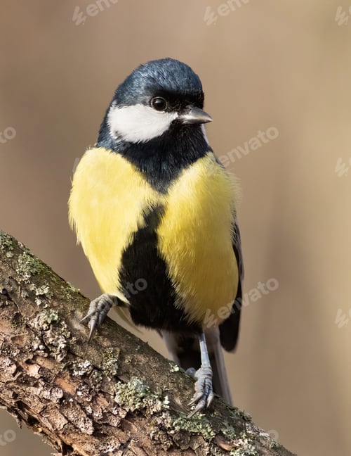 Preview: Great tit, Parus major. Early in the morning in the forest, a bird sits on a branch