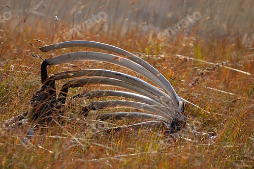 Preview: Rib cage