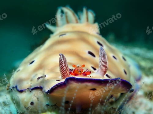 Preview: Nudibranch with a roommate from Bali