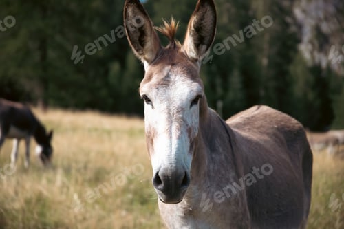 Preview: A donkey in the wonderful landscape of the Dolomites mountains, South Tyrol, Italy