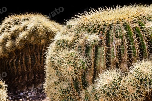 Preview: Golden barrel cactus