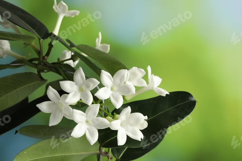 Preview: Beautiful jasmine plant with flowers on blurred background, closeup