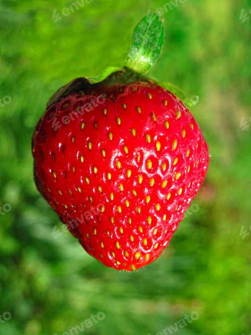 Preview: strawberry