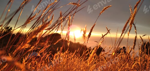 Preview: Panoramic view of grass on beautiful sunset on mountains - golden hour