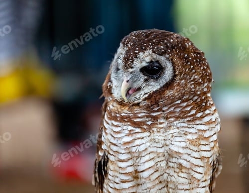 Preview: Portrait of a tawny owl, strix aluco.