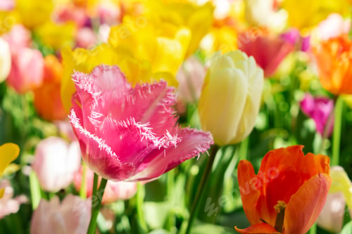 Preview: Tulips and bluebell flowerbed